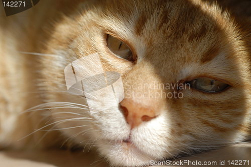 Image of lillo ginger cat