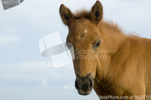 Image of Foal