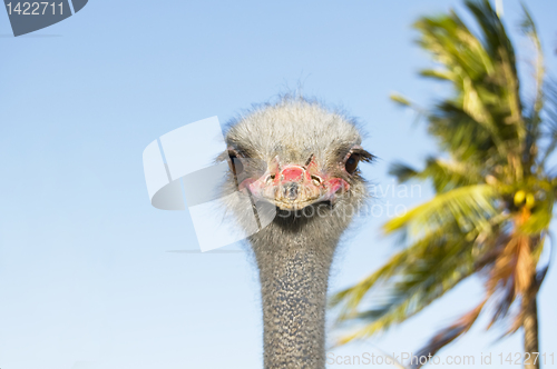 Image of Ostrich