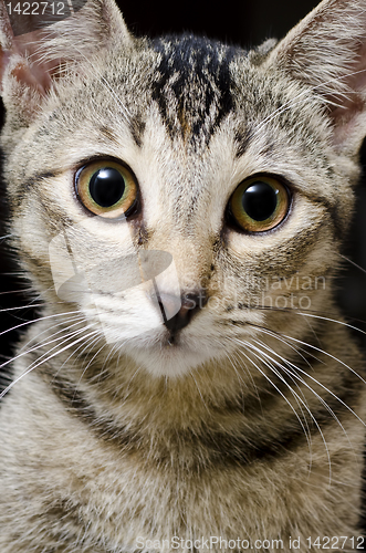 Image of Cat