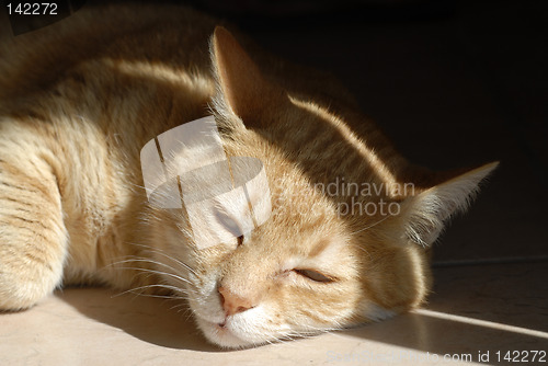Image of sleepy ginger cat