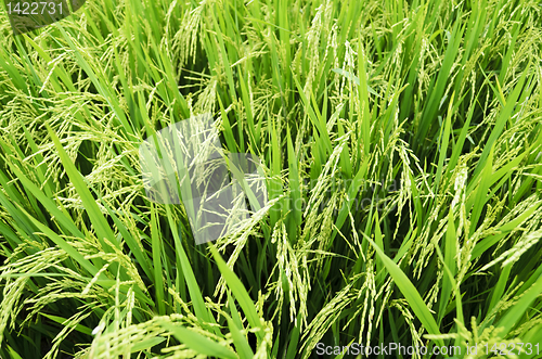 Image of Rice Stalks