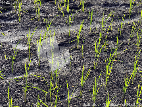 Image of Ricefield