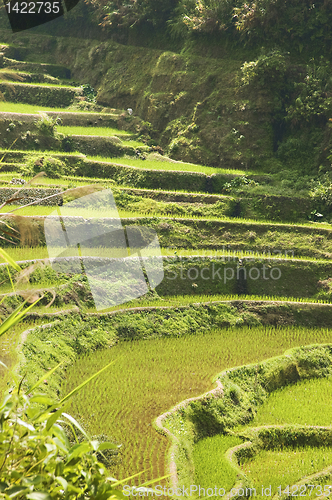 Image of Rice Paddies