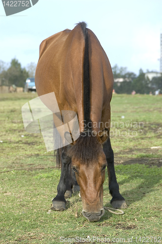 Image of Brown Horse