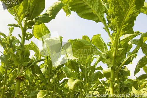 Image of Tobacco Plantation