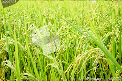 Image of Rice Stalks