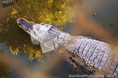 Image of Crocodile