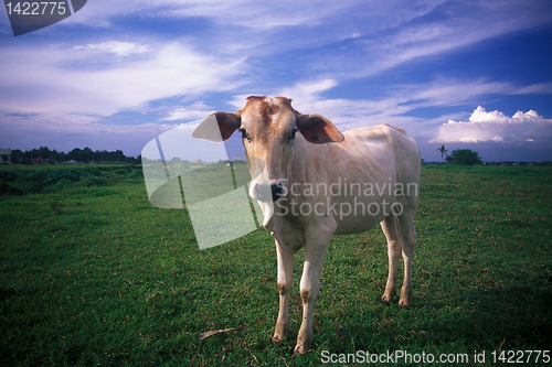 Image of Cow