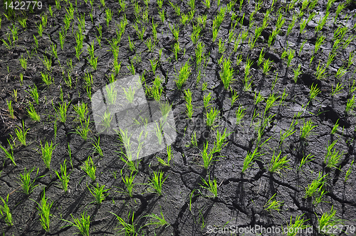 Image of Ricefield