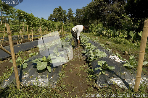 Image of Vegetable Farmer