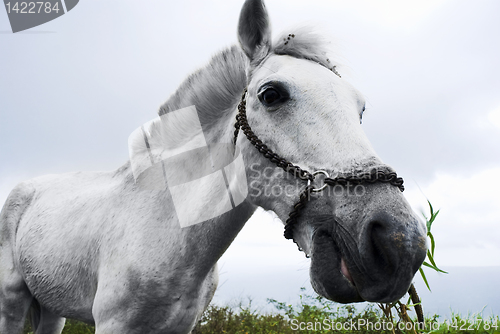 Image of White Horse