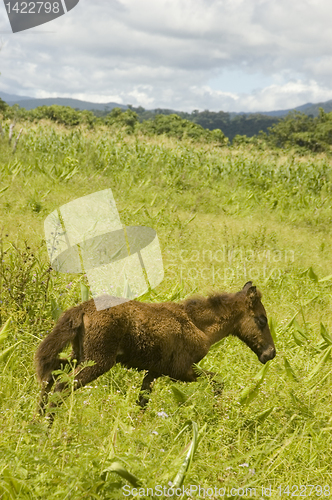 Image of Foal