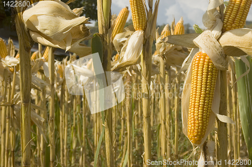 Image of Corn