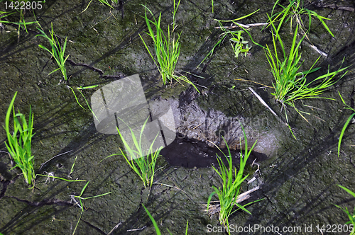 Image of Ricefield