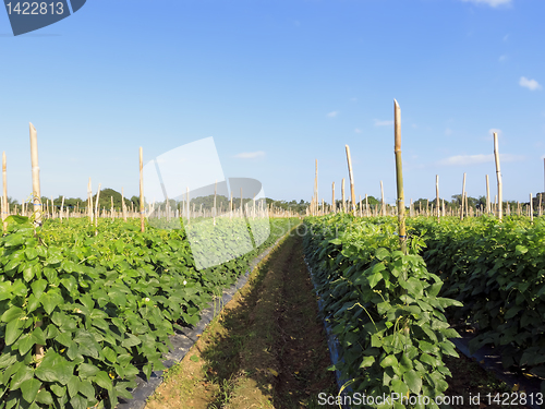 Image of Vegetable Farm