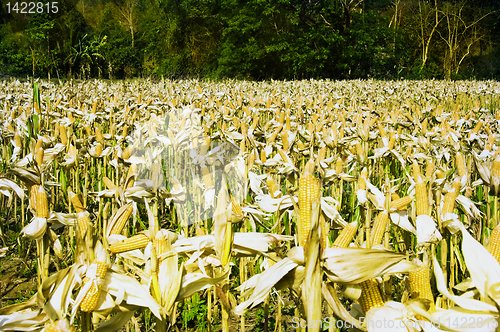 Image of Corn