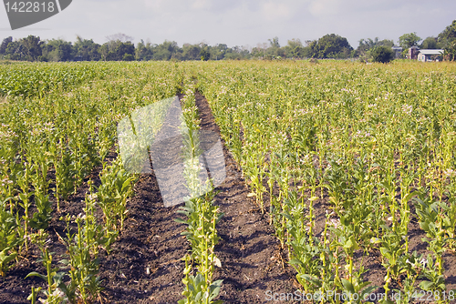 Image of Tobacco Plantation