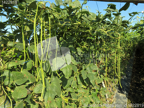 Image of Vegetable Farm