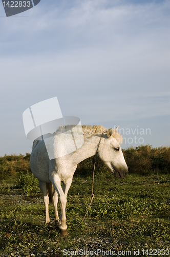 Image of White Horse