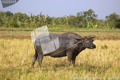 Image of Philippine Carabao