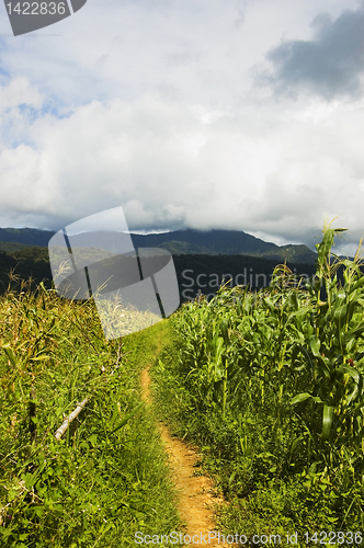 Image of Corn Crop