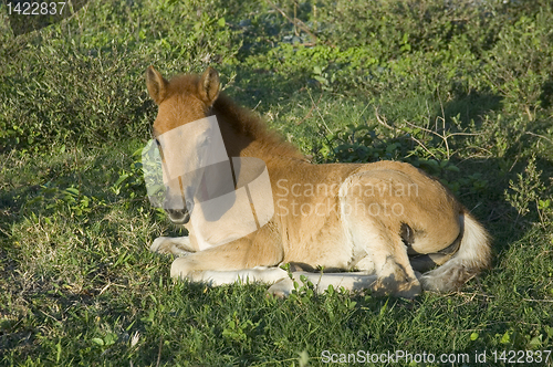 Image of Foal