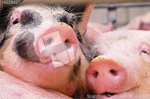 Image of Pigs