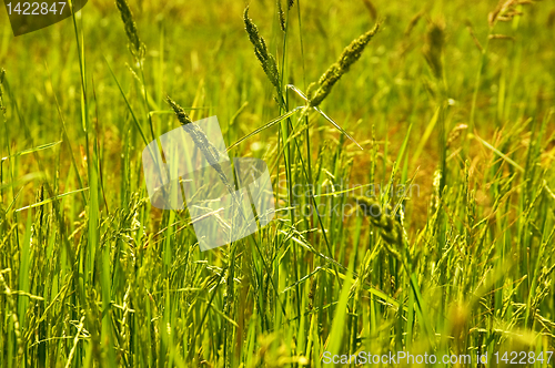 Image of Weed on Ricefield