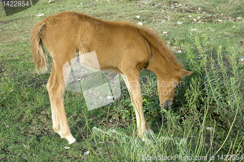 Image of Foal