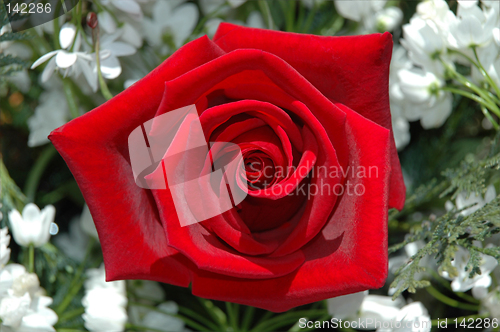 Image of red rose