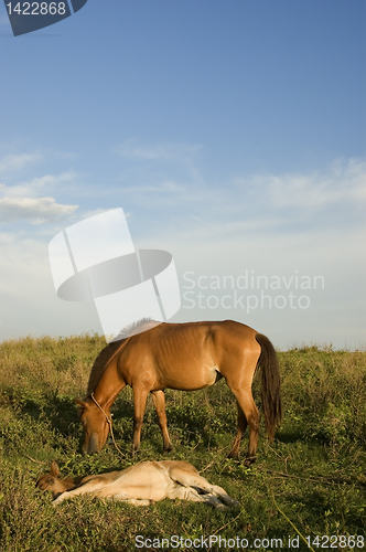 Image of Brown Horse