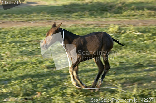 Image of Foal