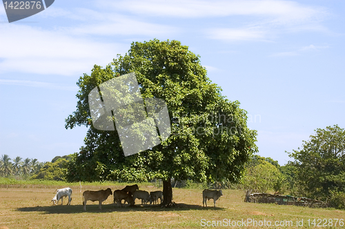 Image of Cows in shade