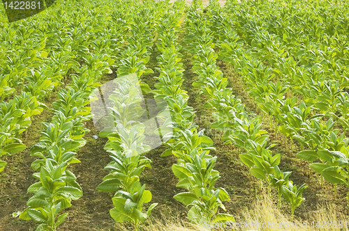 Image of Tobacco Plantation