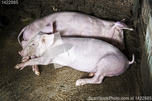 Image of Pigs