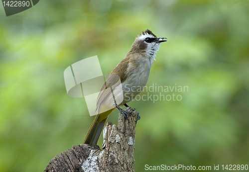 Image of Bird