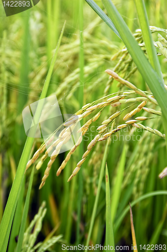 Image of Rice Stalks