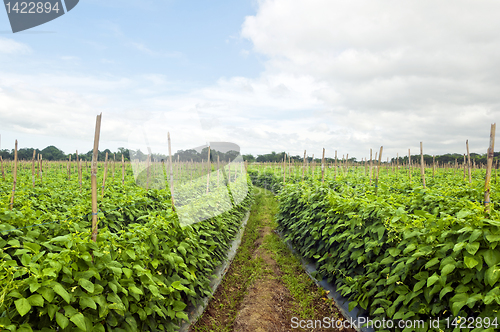 Image of Vegetable Farm