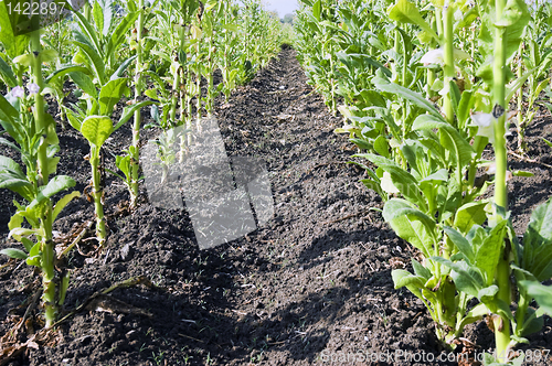 Image of Tobacco Plantation