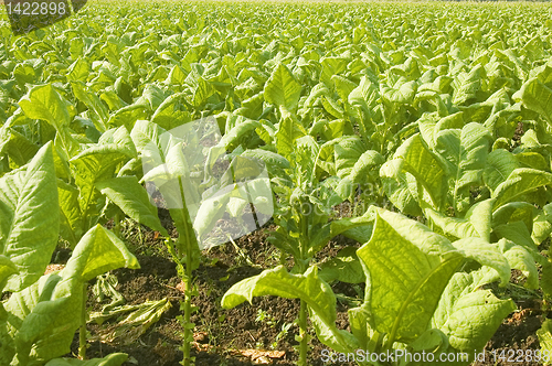 Image of Tobacco Plantation