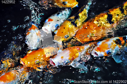 Image of Koi Fish