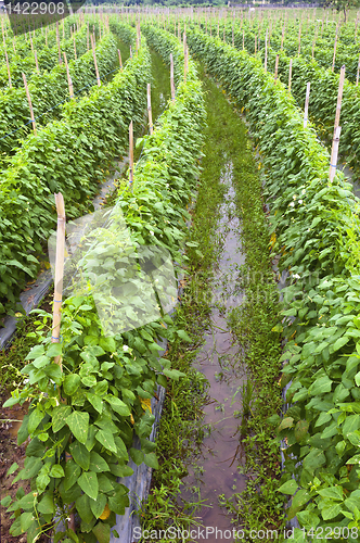 Image of Vegetable Farm