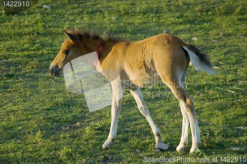 Image of Foal