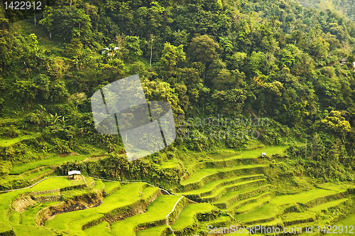 Image of Rice Paddies