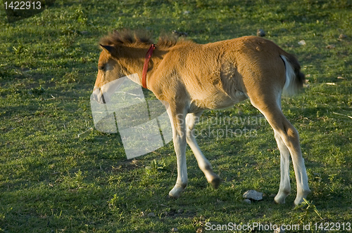 Image of Foal