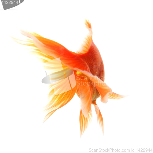 Image of goldfish