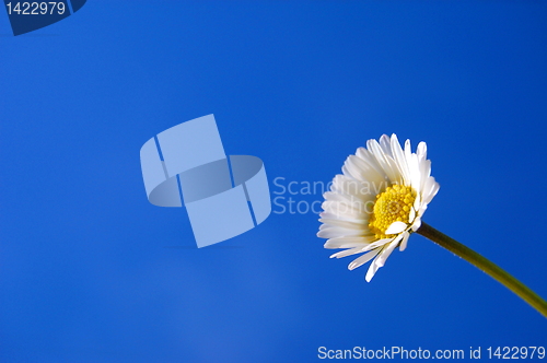 Image of daisy under blue spring sky