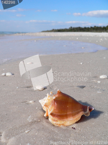 Image of Beautiful sandy beach and shell