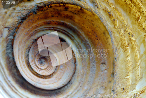 Image of Shell Spiral